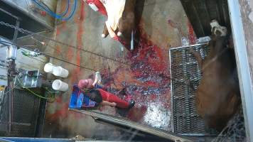 Bolt gun stunning - cows - (screenshot from hidden camera footage) - Captured at Maclagan Meats, Maclagan QLD Australia.