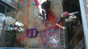 Bolt gun stunning - cows - (screenshot from hidden camera footage) - Captured at Maclagan Meats, Maclagan QLD Australia.