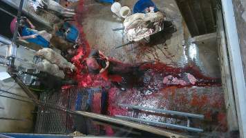 A sheep escapes onto the kill floor - (screenshot from hidden camera footage) - Captured at Maclagan Meats, Maclagan QLD Australia.