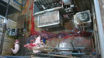 A pig gasping after sticking - (screenshot from hidden camera footage) - Captured at Maclagan Meats, Maclagan QLD Australia.
