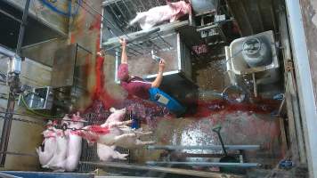 Pig sticking and scalding - (screenshot from hidden camera footage) - Captured at Maclagan Meats, Maclagan QLD Australia.