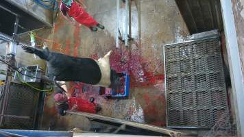 Sow sticking - (screenshot from hidden camera footage) - Captured at Maclagan Meats, Maclagan QLD Australia.