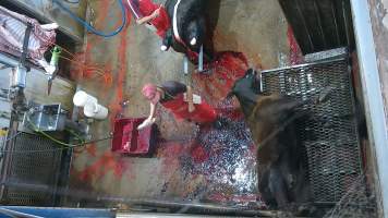 A cow thrashes after being shot - (screenshot from hidden camera footage) - Captured at Maclagan Meats, Maclagan QLD Australia.