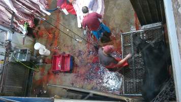 A cow sits after being shot - (screenshot from hidden camera footage) - Captured at Maclagan Meats, Maclagan QLD Australia.