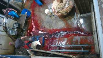 Sheep sticking - (screenshot from hidden camera footage) - Captured at Maclagan Meats, Maclagan QLD Australia.