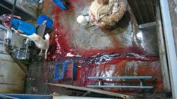 A sheep continues to thrash on shackle line - (screenshot from hidden camera footage) - Captured at Maclagan Meats, Maclagan QLD Australia.