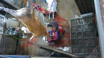 Cow thrashing on shackle line - A cow is shot while hanging upside down after they show signs of consciousness during sticking (screenshot from hidden camera footage) - Captured at Maclagan Meats, Maclagan QLD Australia.