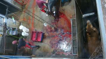 Cow lifting head after ineffective stunning - (screenshot from hidden camera footage) - Captured at Maclagan Meats, Maclagan QLD Australia.