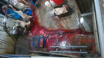 Sheep thrashes on shackle line - (screenshot from hidden camera footage) - Captured at Maclagan Meats, Maclagan QLD Australia.