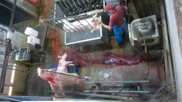 Pig gasps after sticking - (screenshot from hidden camera footage) - Captured at Maclagan Meats, Maclagan QLD Australia.