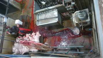 Pig gasps after sticking - (screenshot from hidden camera footage) - Captured at Maclagan Meats, Maclagan QLD Australia.