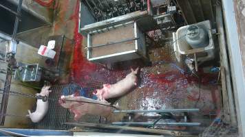 Pig falls on kill floor - Pigs thrash on bloody kill floor after falling off sticking platform (screenshot from hidden camera footage) - Captured at Maclagan Meats, Maclagan QLD Australia.