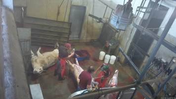 Cow thrashes after being shot with bolt gun - (screenshot from hidden camera footage) - Captured at Maclagan Meats, Maclagan QLD Australia.