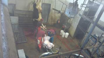 Dairy cow sticking - (screenshot from hidden camera footage) - Captured at Maclagan Meats, Maclagan QLD Australia.