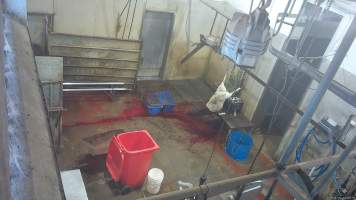 Sheep thrashes on shackle line - (screenshot from hidden camera footage) - Captured at Maclagan Meats, Maclagan QLD Australia.