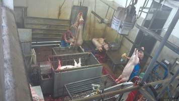 Pigs lowered into scalding tank - Pigs continue to gasp after their throats have been slit and moments before they are lowered into a tank of boiling water. (screenshot from hidden camera footage) - Captured at Maclagan Meats, Maclagan QLD Australia.
