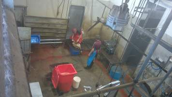 Goat sticking - (screenshot from hidden camera footage) - Captured at Maclagan Meats, Maclagan QLD Australia.