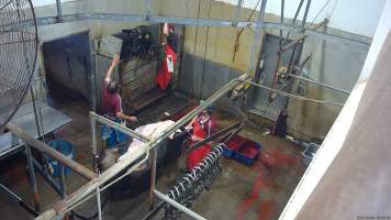 A cow attempts to jump free of the knockbox - (screenshot from hidden camera footage) - Captured at Maclagan Meats, Maclagan QLD Australia.