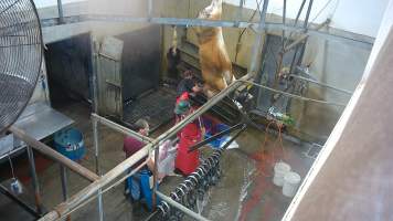 A cow is shot again after ineffective stunning - (screenshot from hidden camera footage) - Captured at Maclagan Meats, Maclagan QLD Australia.