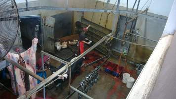 A cow sits in the knockbox after ineffective stunning - (screenshot from hidden camera footage) - Captured at Maclagan Meats, Maclagan QLD Australia.