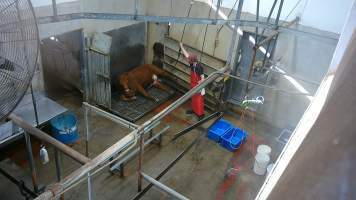 A cow sits in the knockbox after ineffective stunning - (screenshot from hidden camera footage) - Captured at Maclagan Meats, Maclagan QLD Australia.