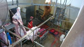 Cow thrashing on shackle line - (screenshot from hidden camera footage) - Captured at Maclagan Meats, Maclagan QLD Australia.