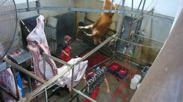Cow thrashing on shackle line - (screenshot from hidden camera footage) - Captured at Maclagan Meats, Maclagan QLD Australia.