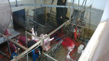 A cow bleeds from the neck while hanging on the shackle line - (screenshot from hidden camera footage) - Captured at Maclagan Meats, Maclagan QLD Australia.