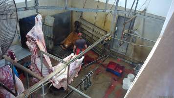 A cow is hoisted with a chain around their neck - (screenshot from hidden camera footage) - Captured at Maclagan Meats, Maclagan QLD Australia.