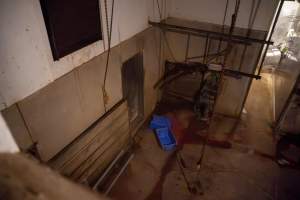 Kill room - Captured at Maclagan Meats, Maclagan QLD Australia.