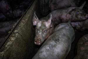 Grower pigs in concrete pens - Captured at Griffiths Farms - Grower Piggery, McMillans VIC Australia.