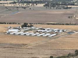 Drone flyover - Aerial view of piggery - Captured at Griffiths Farms - Grower Piggery, McMillans VIC Australia.