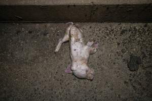 A dead piglet in the aisle of a farrowing shed - Captured at Hylehay Piggery, Milloo VIC Australia.