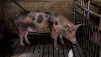 Sow in group housing with large sores - Captured at Hylehay Piggery, Milloo VIC Australia.