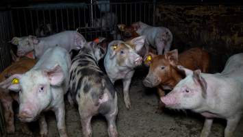 Grower pigs in pen - Captured at AJ & NM Carr Piggery, Bagshot North VIC Australia.