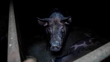 Boar in a pen - Captured at AJ & NM Carr Piggery, Bagshot North VIC Australia.