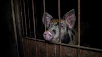 Captured at AJ & NM Carr Piggery, Bagshot North VIC Australia.