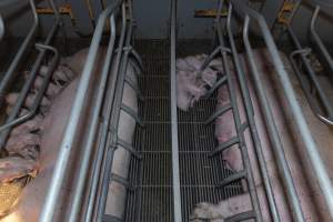 Captured at Hancock Piggery & Dairy, Leitchville VIC Australia.