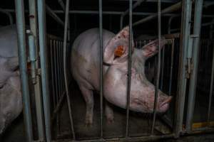 Sow in sow stall with bloody ear - Captured at Walla Farms Piggery, Yarrawalla VIC Australia.