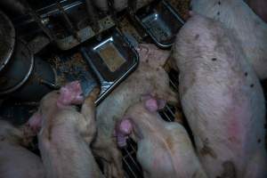 Dead piglet in weaner pen - Captured at Van der Drift & Sons Piggery, Macorna VIC Australia.