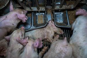 Dead piglet in weaner pen - Captured at Van der Drift & Sons Piggery, Macorna VIC Australia.