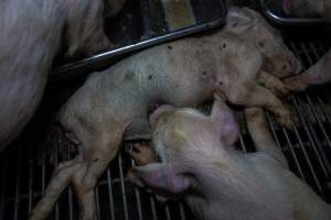 Dead piglet in weaner pen - Captured at Van der Drift & Sons Piggery, Macorna VIC Australia.