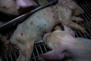 Dead piglet in weaner pen - Captured at Van der Drift & Sons Piggery, Macorna VIC Australia.