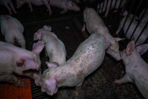 Weaner piglets - Captured at Van der Drift & Sons Piggery, Macorna VIC Australia.