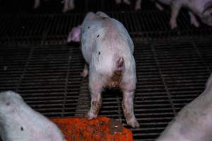Weaner piglet - scouring - Captured at Van der Drift & Sons Piggery, Macorna VIC Australia.