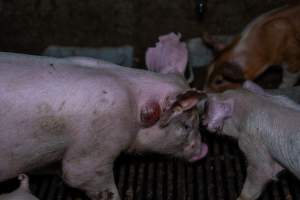 Weaner piglet with large abscess - Captured at Van der Drift & Sons Piggery, Macorna VIC Australia.