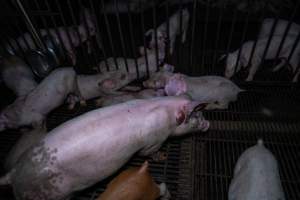 Weaner piglet with large abscess - Captured at Van der Drift & Sons Piggery, Macorna VIC Australia.