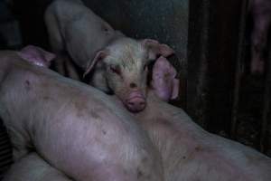 Weaner piglet - Captured at Van der Drift & Sons Piggery, Macorna VIC Australia.
