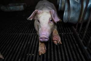 Weaner pig with infected foot - Captured at Van der Drift & Sons Piggery, Macorna VIC Australia.
