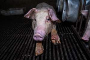 Weaner pig with infected foot - Captured at Van der Drift & Sons Piggery, Macorna VIC Australia.